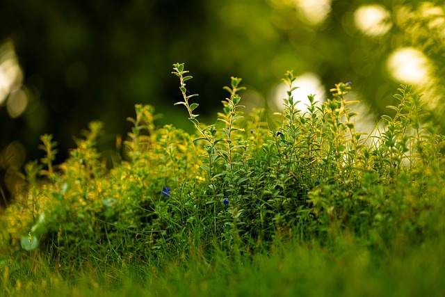 Weeds you can eat