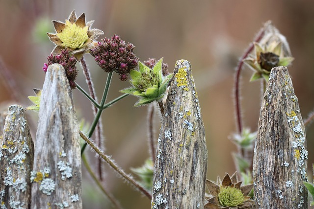 Dead plants as Winter Structure